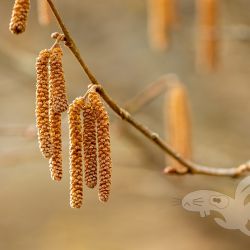 2021 03 21 gruener see