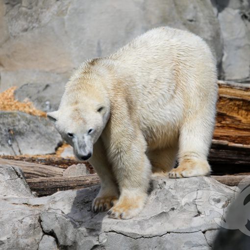 2022 04 09 bremerhaven zoo