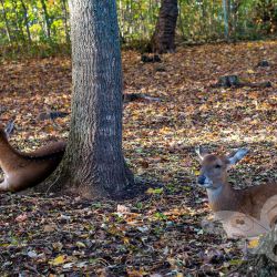 2022 10 27 erfurt zoopark