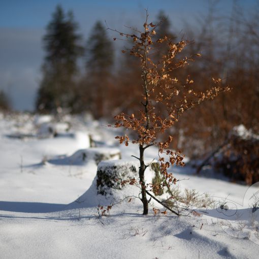 2021 12 05 wurmberg winter