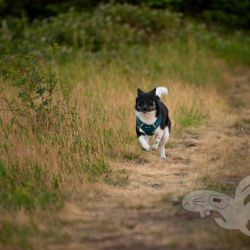 2022 06 25 abend steinbergskopf