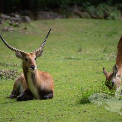 2021 05 30 zoo aschersleben