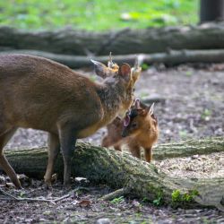 2021 05 30 zoo aschersleben