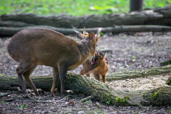 2021 05 30 zoo aschersleben 2021 05 30 zoo aschersleben