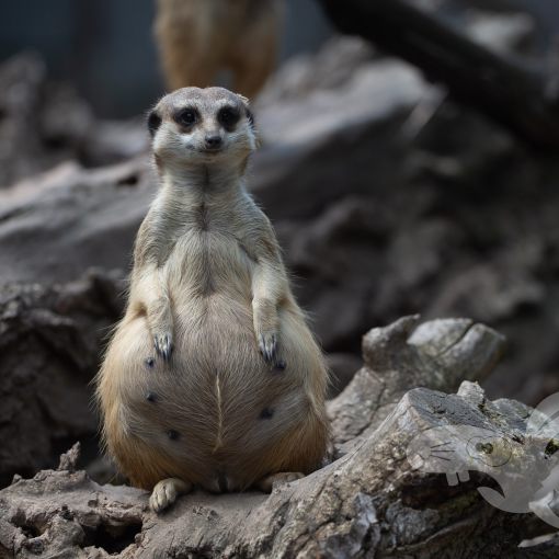 2021 05 30 zoo aschersleben